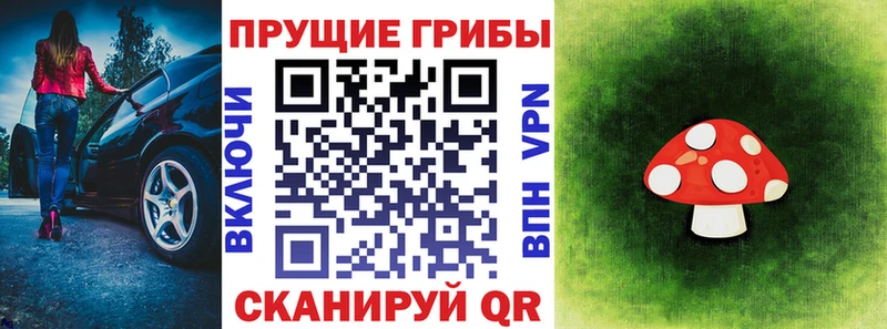 закладка Лихославль Псилоцибиновые грибы Psilocybe